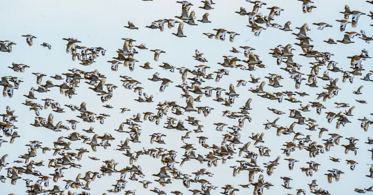 Un immense troupeau d'oies volant dans le ciel bleu clair, mettant en valeur la beauté de la migration.