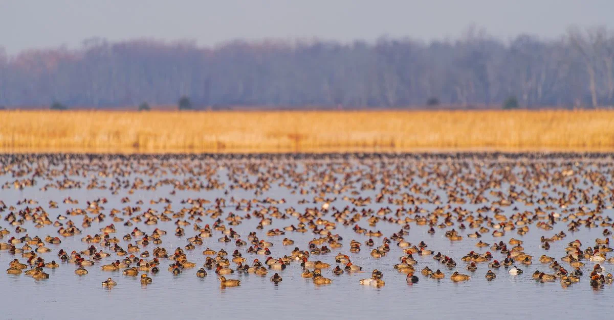 Des centaines de canards se rassemblent sur un lac serein, présentant une scène de migration époustouflante.
